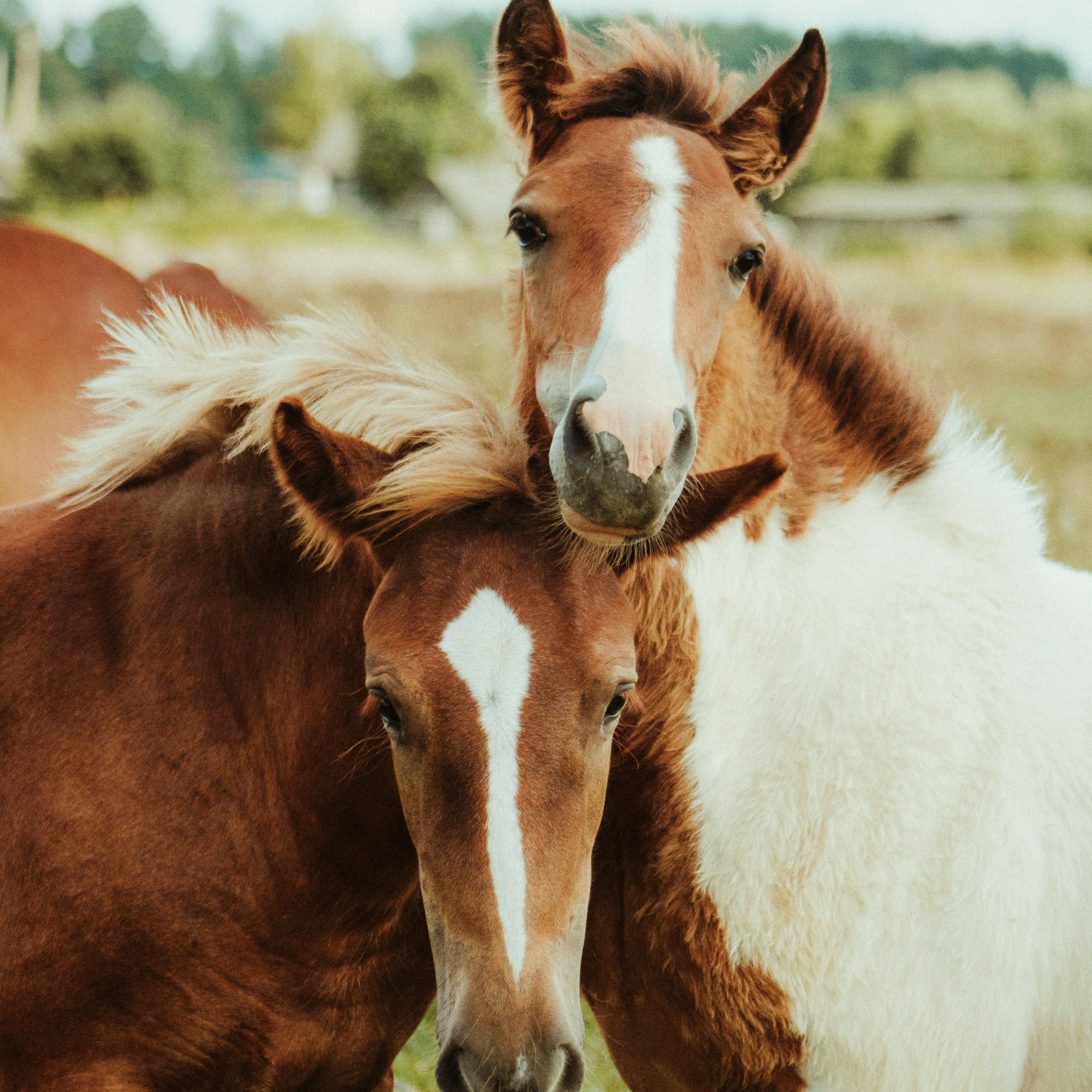 Understanding Mineral Utilisation, Stress & Deficiency Patterns in Horses