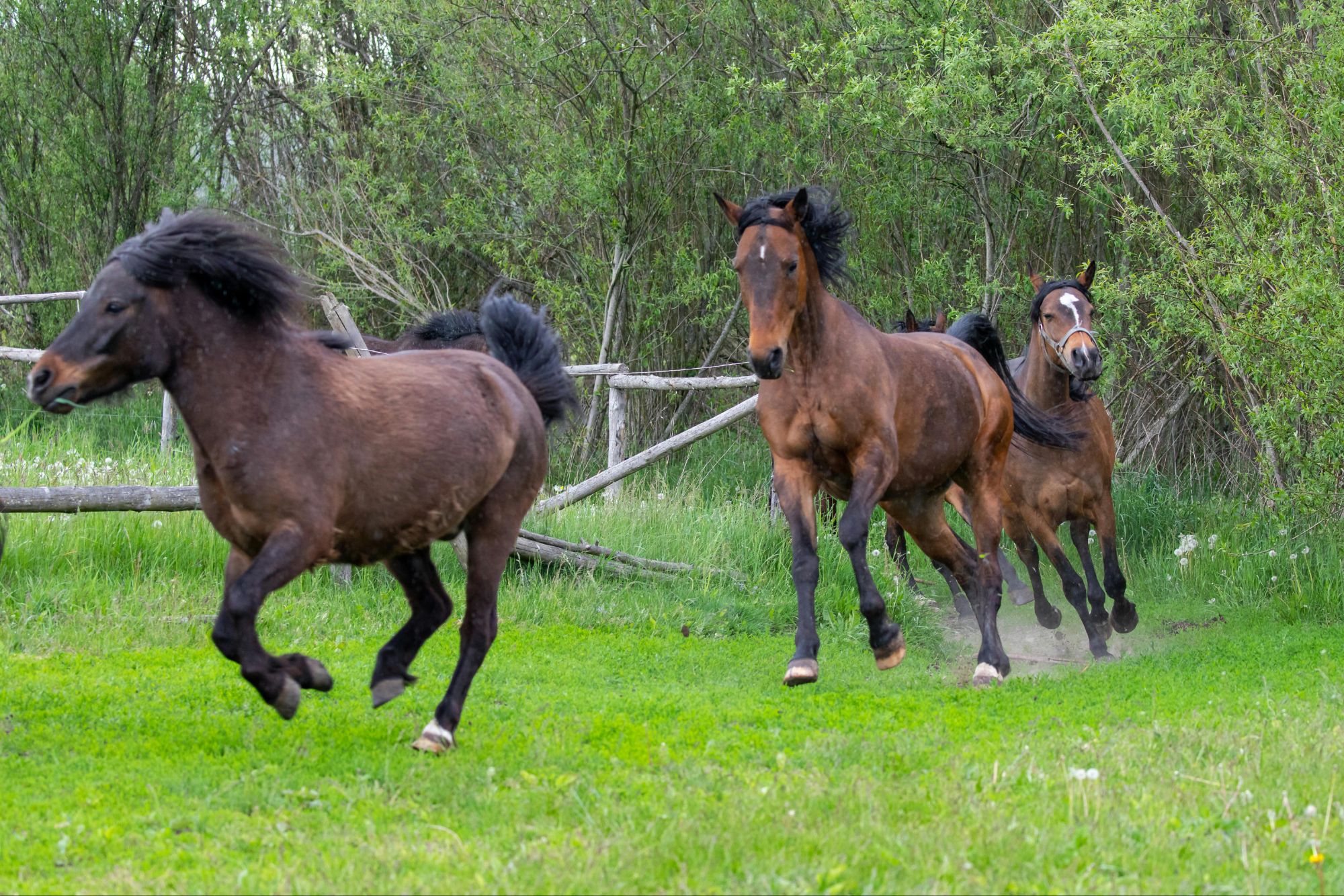 Iron Imbalance in Horses: Understanding Mineral Synergy, Antagonism & Whole-Body Health