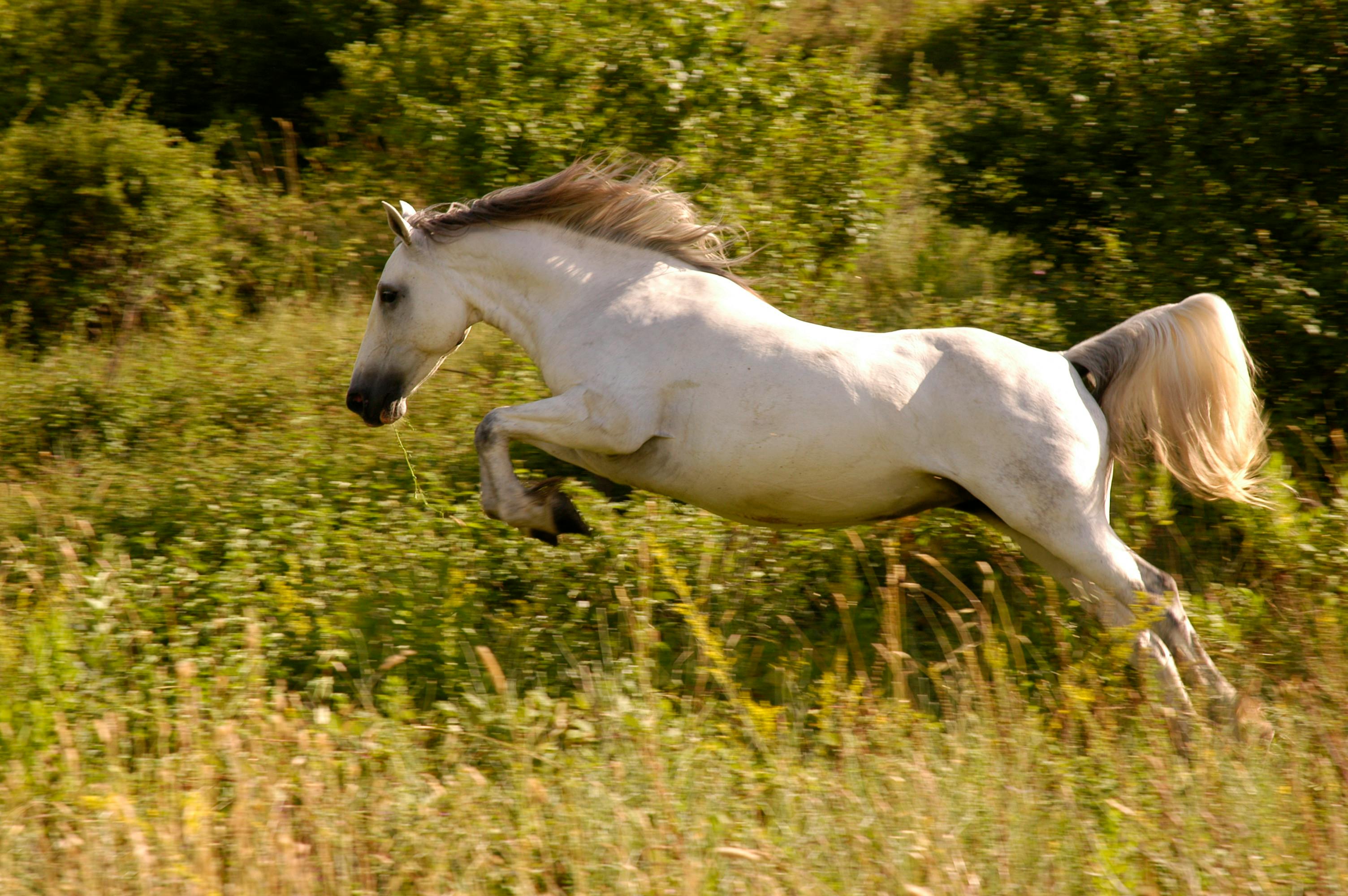 A Holistic Approach to Supporting Equine Gastric Ulcers Naturally